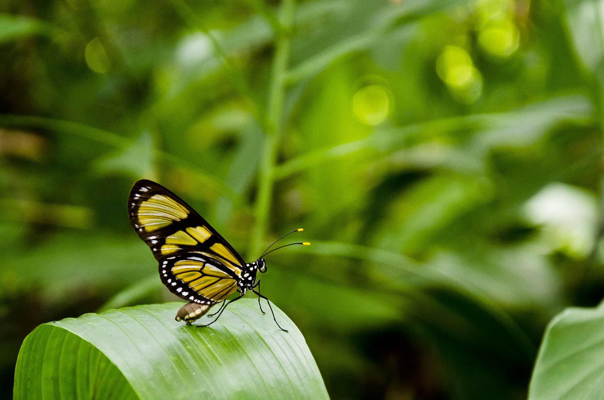 what-butterflies-teach-us-about-god